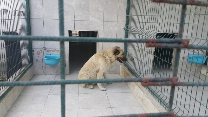 Bursa'da köpek dehşeti! Çocuk yaralandı