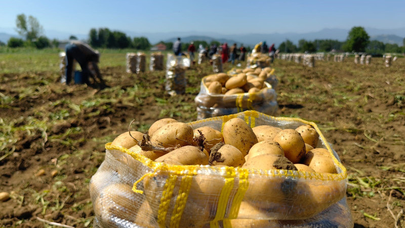 Sarı altın hasadı başladı; tarlada 13 lira!