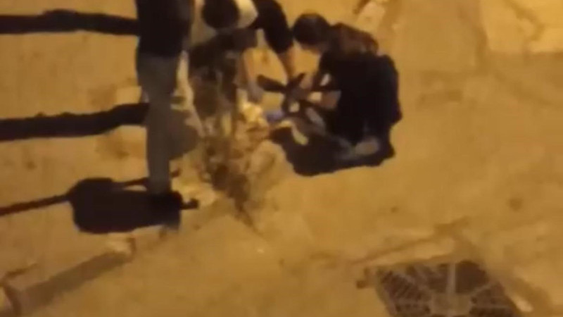 Otomobil çarpan kediye kalp masajı!