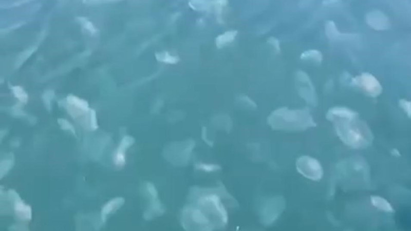 Marmara’nın güney kıyılarını denizanası istila etti