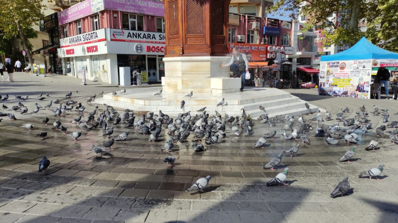Güvercinlerin sonbahar serinliği