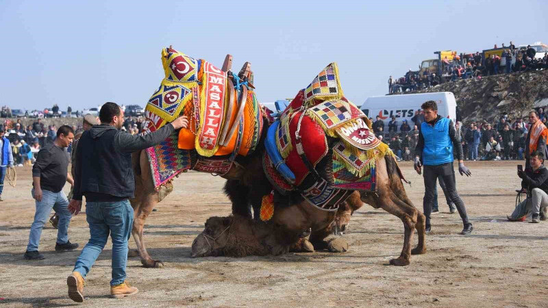 Salihli 10. Geleneksel Deve Güreşi Festivali’ne hazır