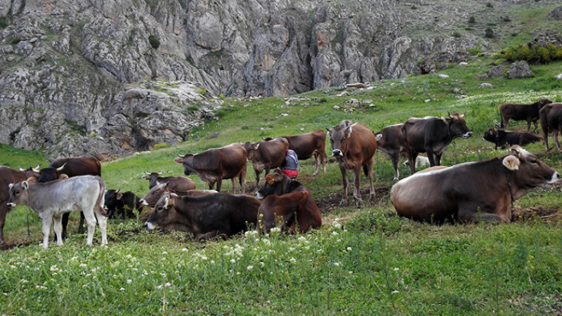40 bin TL maaşla çoban bulamayınca çözümü nöbetleşmekte buldular