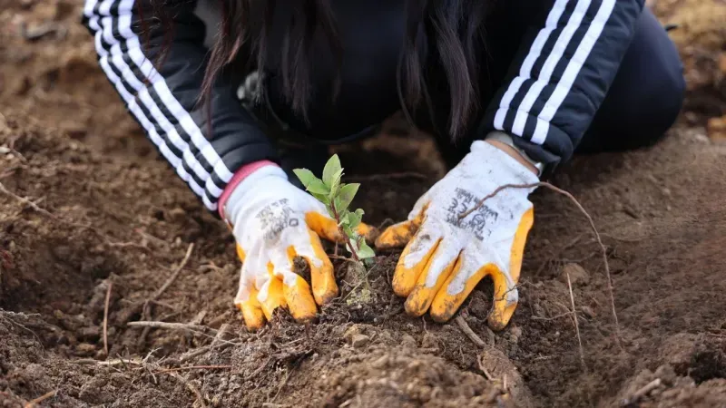 Yeşil Dönüşüm Ormanları Projesi, 80 bin m² yeşil alan yarattı