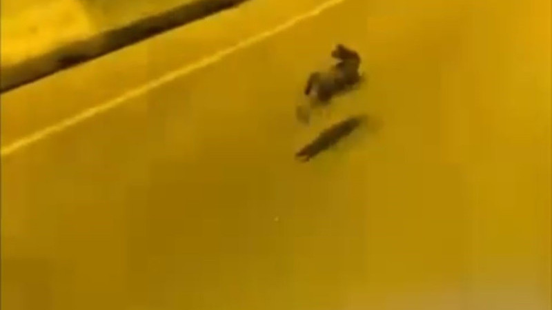 Otoyolda gördüğü tavşanla yarıştı
