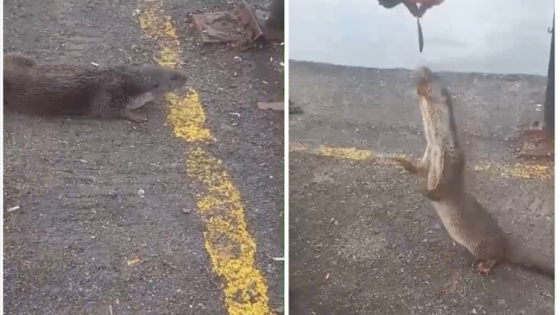 Bursa'da evcilleşen su samuru sosyal medyada viral oldu!