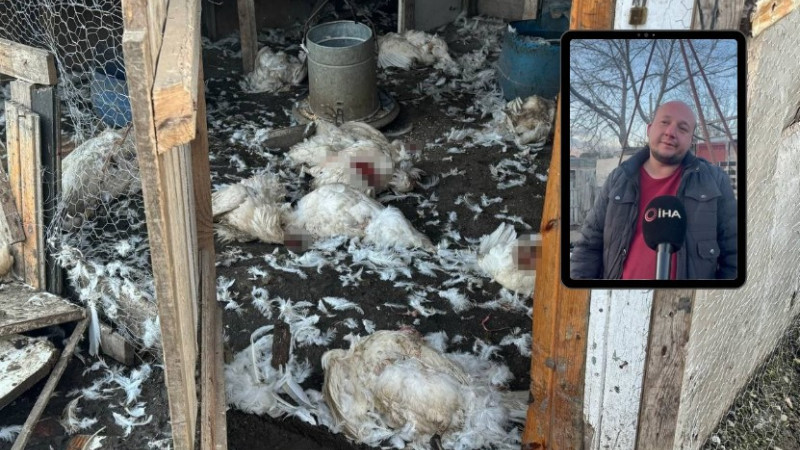 Bursa'da başıboş köpekler dehşet saçtı! Onlarcası telef oldu...