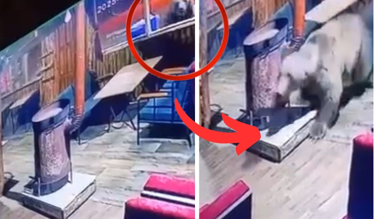 Bursa'da mekana zorla dalan 'ayı' kamerada!