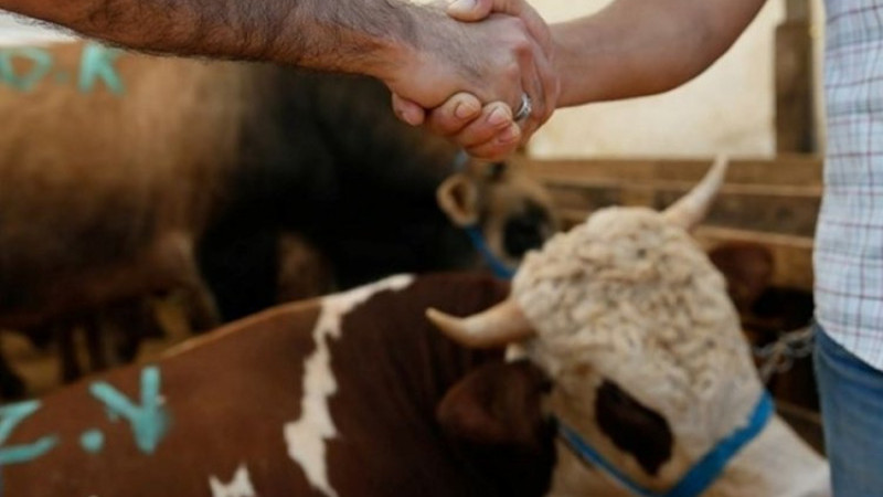Kurban Bayramı geldi çattı! Bursa'da kurbanlık fiyatları ne kadar?