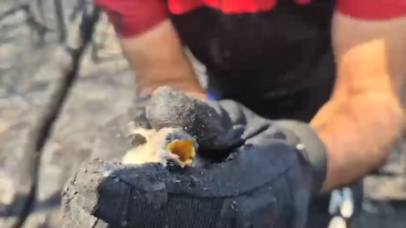 Orman yangınında hayatta kalan kuş böyle kurtarıldı