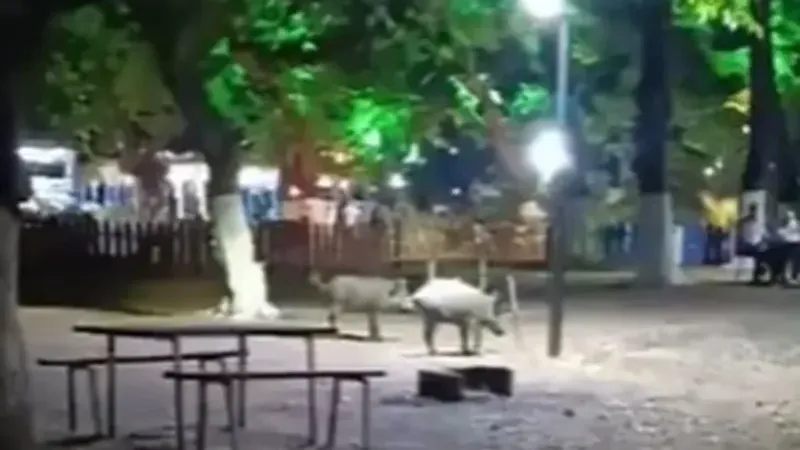 Aç kalan domuzlar, piknik alanında görüntülendi