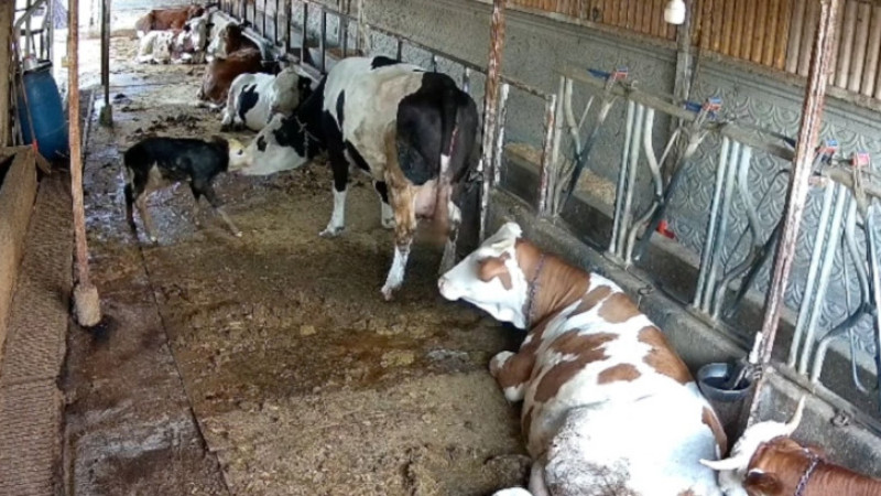 Zincirli anne ile yeni doğan buzağının kavuşma mücadelesi