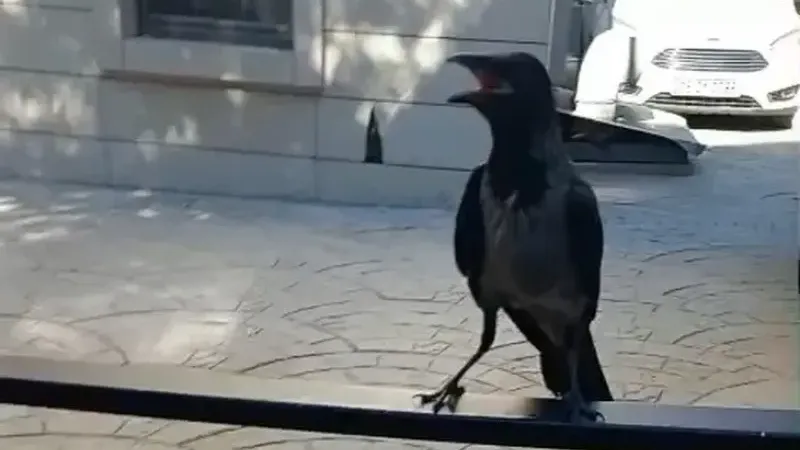 Yaralı kargayı Bursalı esnaf kurtardı