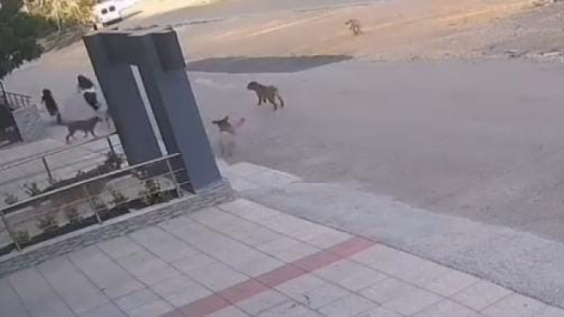 Bursa’da köpek saldırısından son anda kurtuldular
