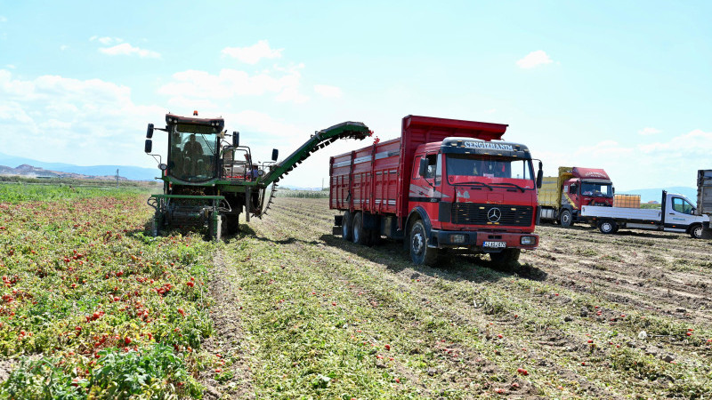 Domatesin başkenti Karacabey'de hasat sezonu sürüyor