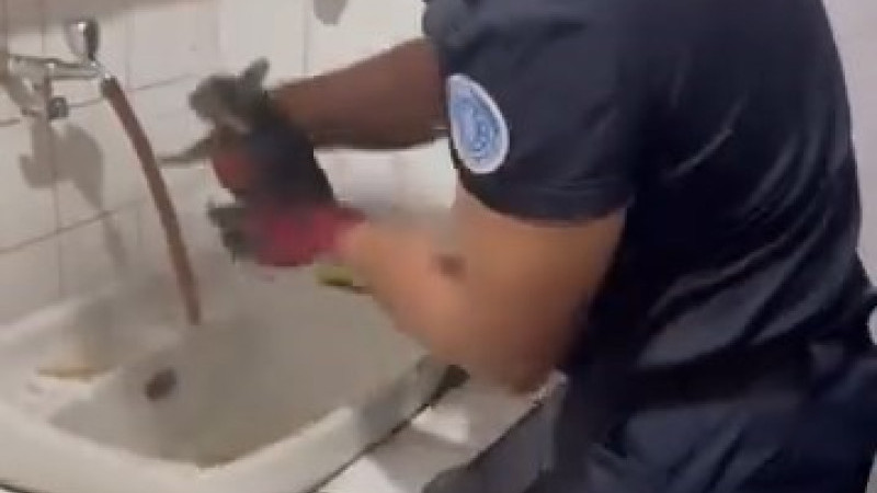 Yaramaz kedi, kaza kaza kendini toprağa gömdü