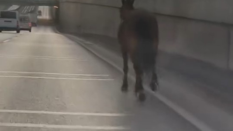 Bursa'da başıboş at trafikte tehlike saçtı
