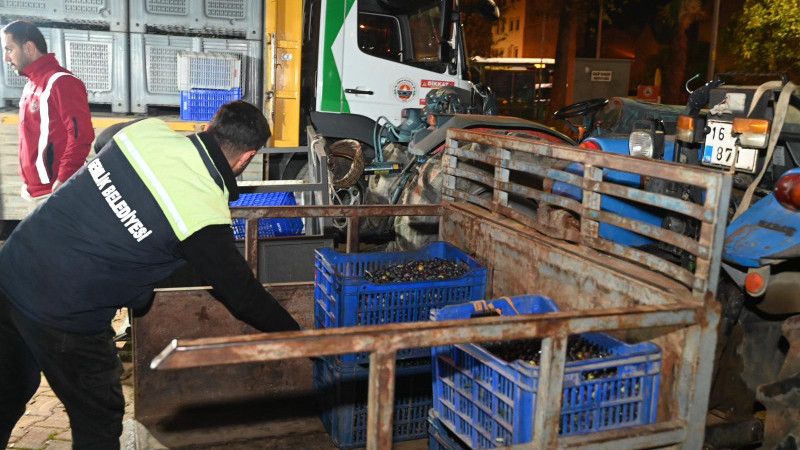 Gemlik Belediyesi’nden zeytin üreticisine doğrudan destek