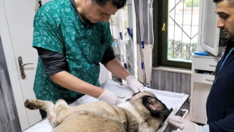 Hayvansever uyardı, Büyükşehir kurtardı