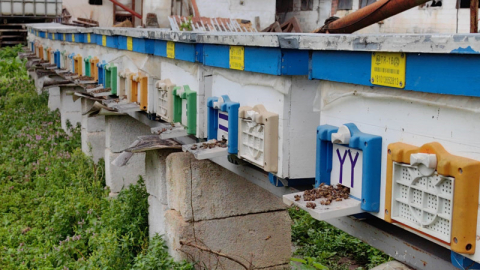 Bursa'da toplu arı ölümleri