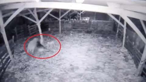 Ahıra girmeyi başaran kurt, koyunlara saldırdı