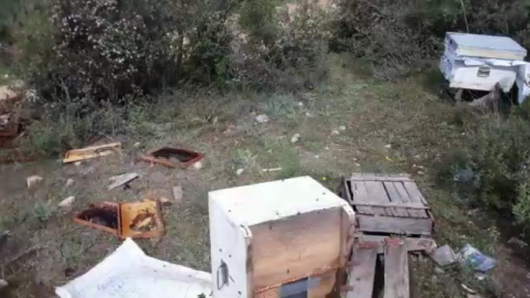 Aç kalan ayı arı kovanlarını parçaladı