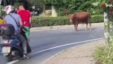 Sahibinin elinden kaçtı! Ortalığı birbirine kattı