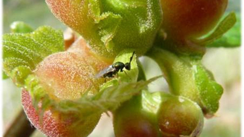 Kestane zararlısına karşı geliştirilen projeler sonuç verdi