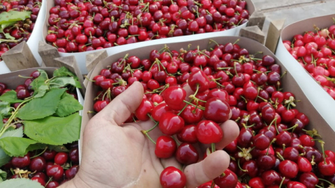 Keles kirazı da artık tescilli