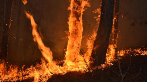 Eskişehir’de orman yangını