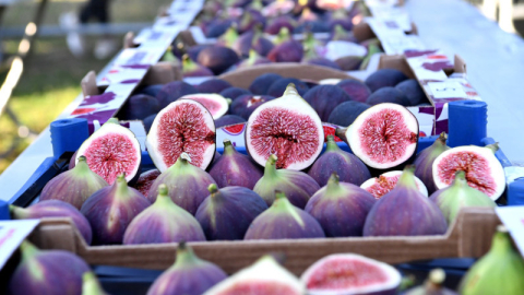 Osmangazi’de siyah incirler yarıştı