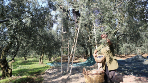 Zeytin alım tavan ve taban fiyatları belirlendi