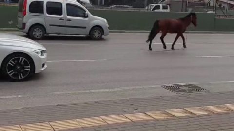 Bursa’da anayola çıkan at tehlike saçtı