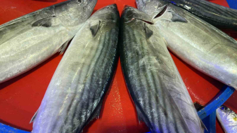 Rize’de palamut ilk kez kendini gösterdi