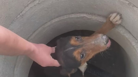 Rögara düşen köpeği böyle kurtardı