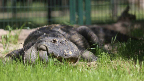 Bursa Hayvanat Bahçesi’nin yeni üyesi Bursaspor’un maskotu oldu