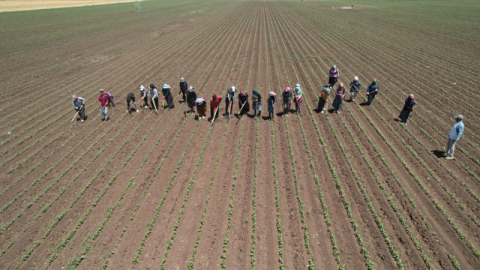 Amik Ovası'nda pamuğun ipliğe yolculuğunda zorlu çapa mesaisi
