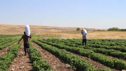 Üniversiteyi maddi imkanlar elvermediği için bıraktı, 60 kişiye ekmek kapısı oldu