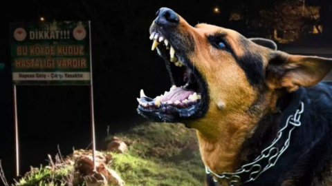 Sahipsiz sokak hayvanlarına ilişkin kanun teklifi TBMM Genel Kurulu’nda kabul edildi