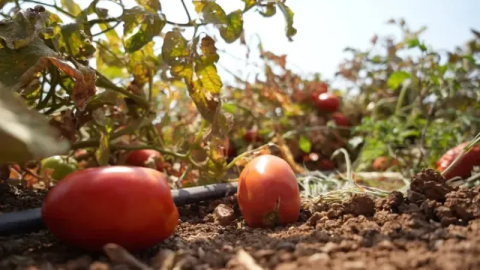 Bursalı çiftçilere müjde! Tarlada kalmayacak...