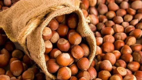 ABD ve İtalya'de rekolte az: Fındıkta Türkiye lider oldu! 