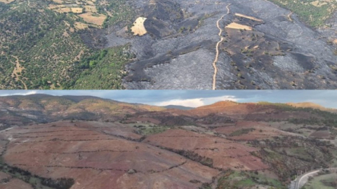 Bursa'nın ormanları küllerinden doğuyor!