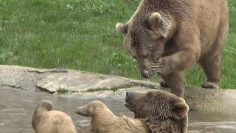 Bursa'da barınaktan firar eden ayılar bir ilçeyi ayağa kaldırdı!