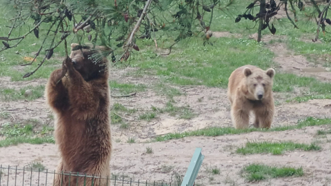 Bursa'da  9 gündür aranan ayı bulundu!
