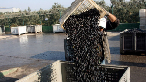 Marmarabirlik zeytin alımları tamamlıyor