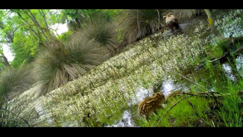 Yavru yaban domuzları, fotokapana takıldı