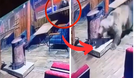 Bursa'da mekana zorla dalan 'ayı' kamerada!