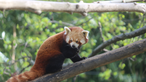 Bursa'da kızıl pandalar böyle görüntülendi!