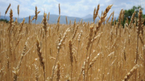Dünya'da hububata talep artacak!