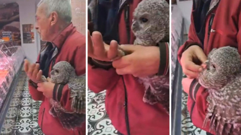 Bursa'da yuvadan düşen baykuş bayram etti!